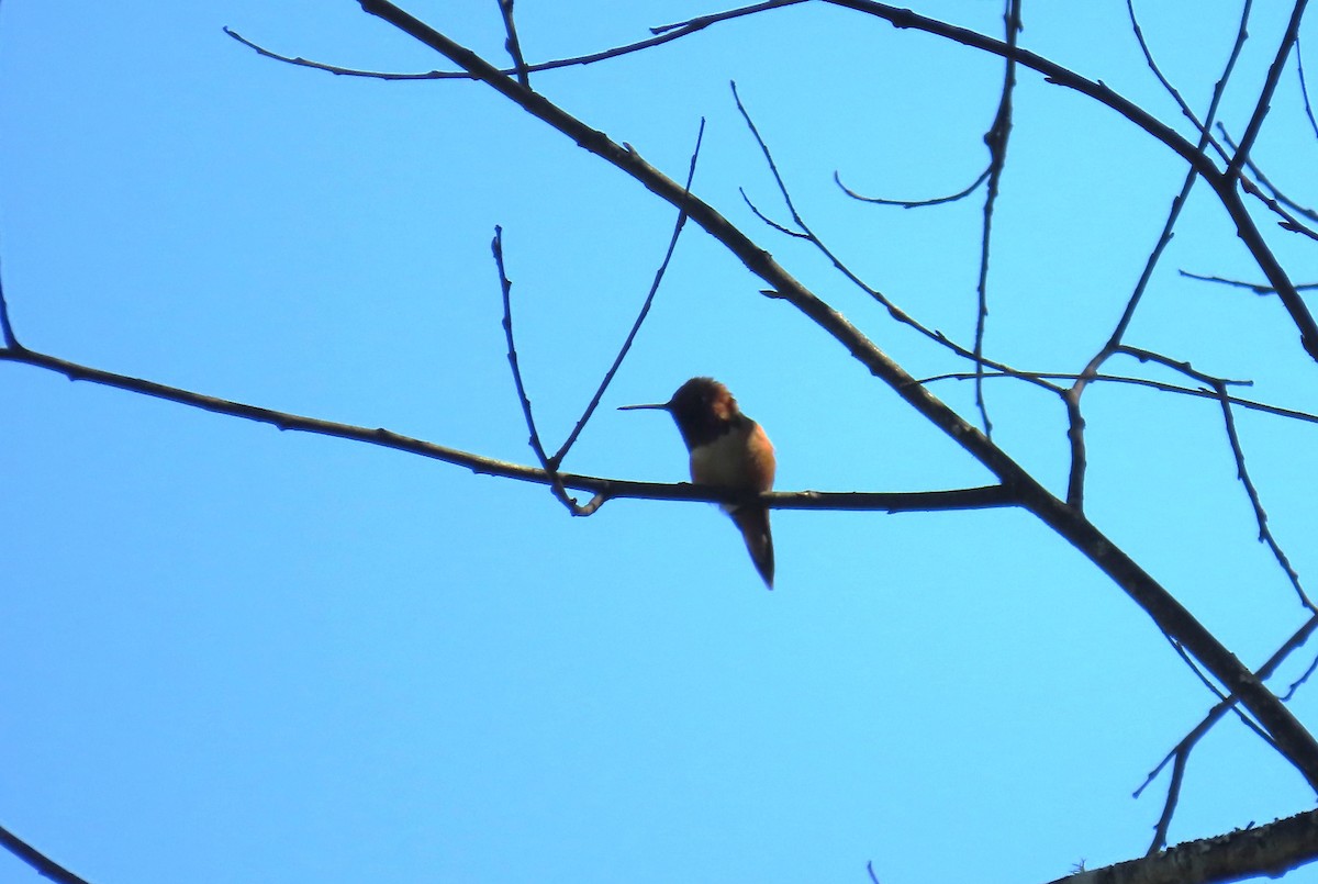 Rufous Hummingbird - ML618779522