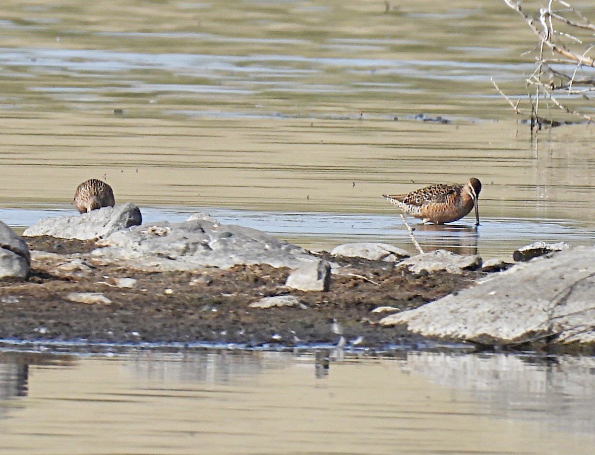 Long-billed Dowitcher - ML618779529