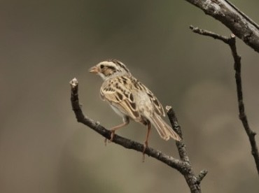 Clay-colored Sparrow - ML618779548