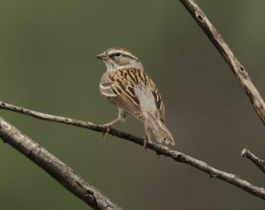 Chipping Sparrow - ML618779555