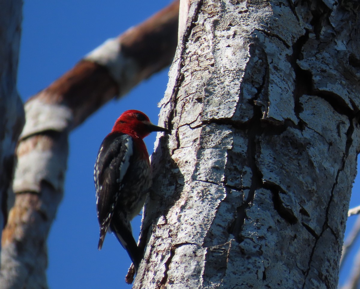 Red-breasted Sapsucker - ML618779618
