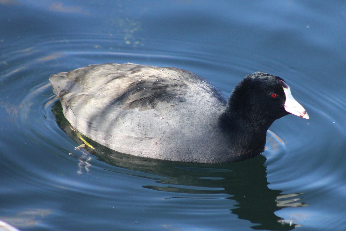 American Coot (Red-shielded) - ML618779620