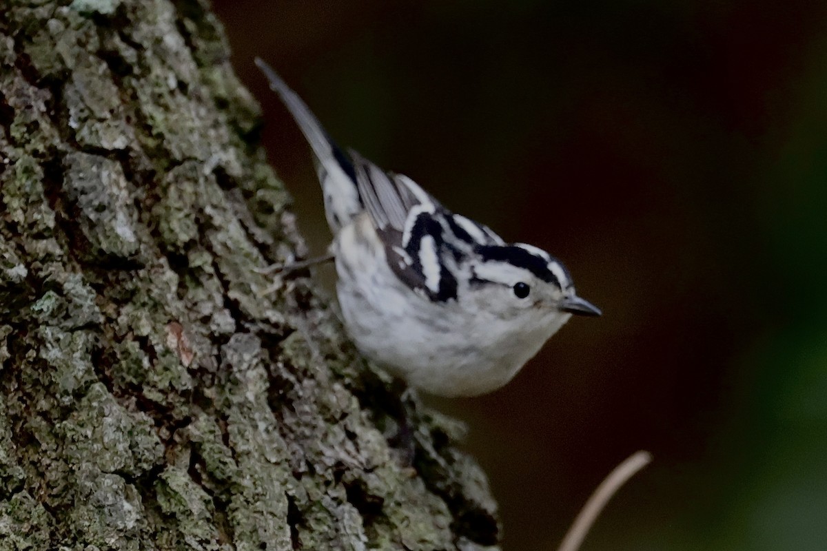 Black-and-white Warbler - ML618779624