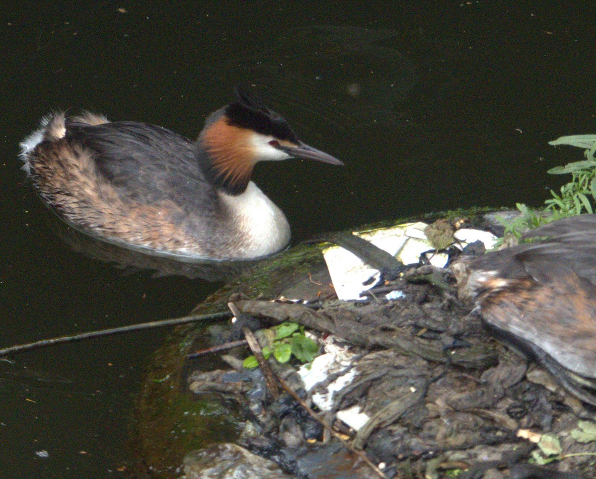 Great Crested Grebe - Andy Jenkins