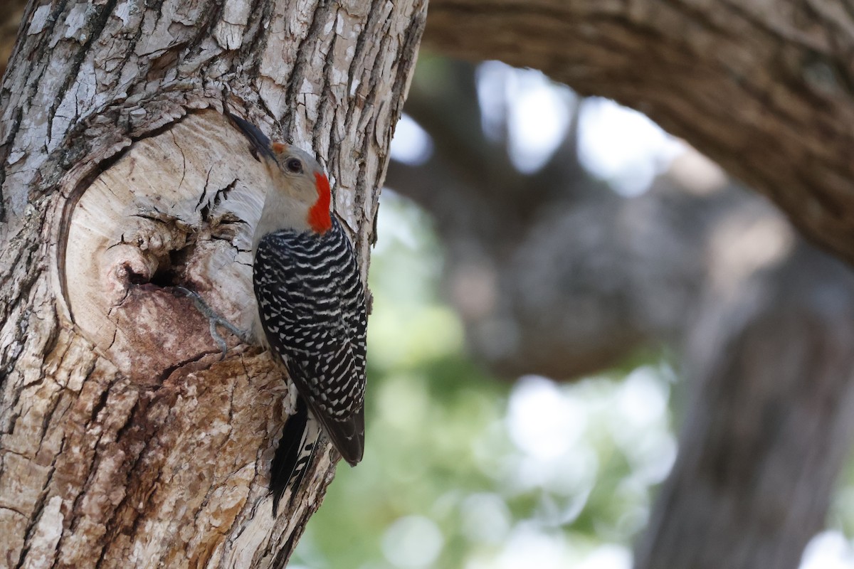 Red-bellied Woodpecker - Mathieu Soetens