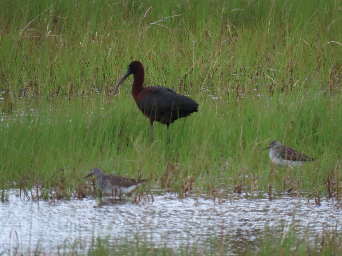 ibis hnědý - ML618779717