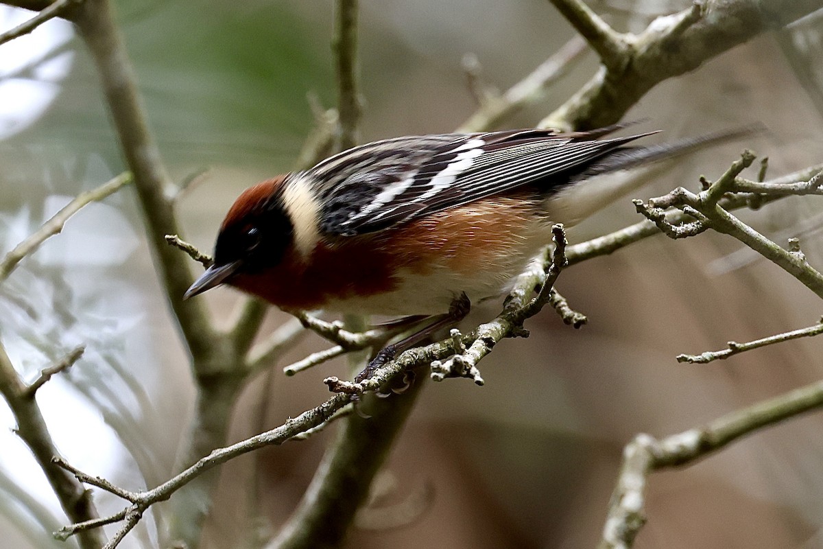 Bay-breasted Warbler - ML618779734
