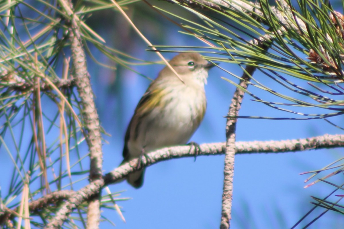 Yellow-rumped Warbler (Myrtle) - ML618779740