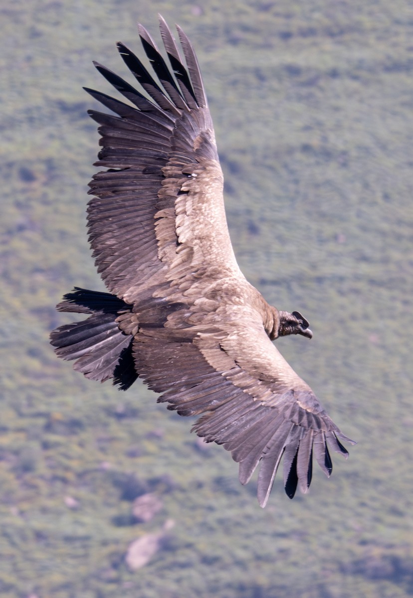 Andean Condor - Gerhard Josef Bauer