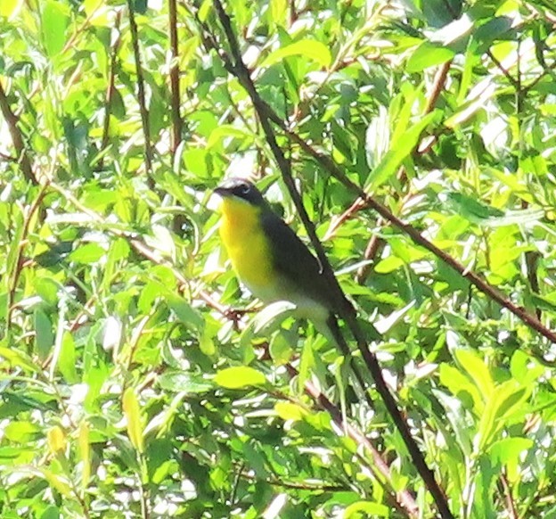 Yellow-breasted Chat - Chris Hayward