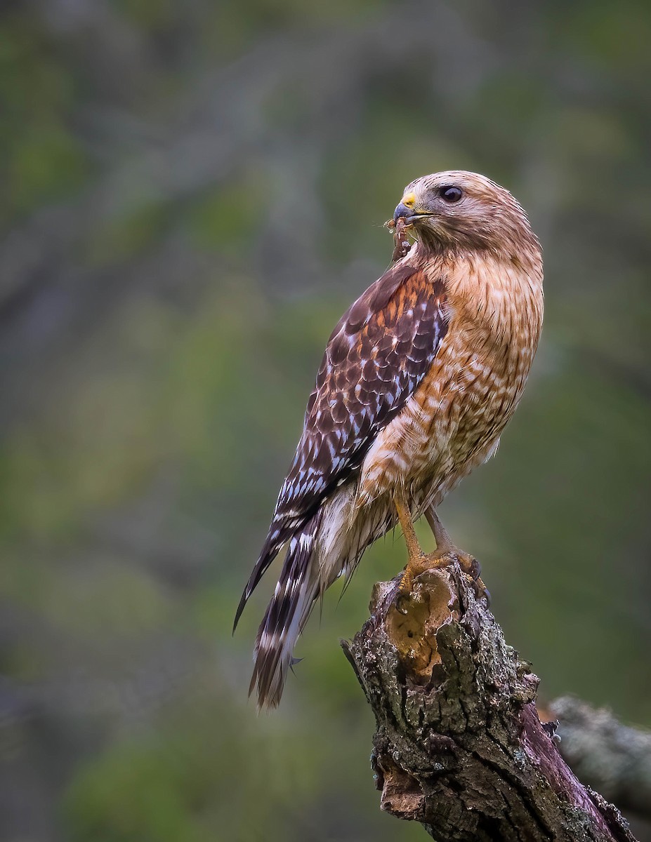 Red-shouldered Hawk - Brian Smith