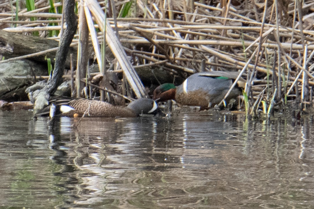 Green-winged Teal - ML618779795