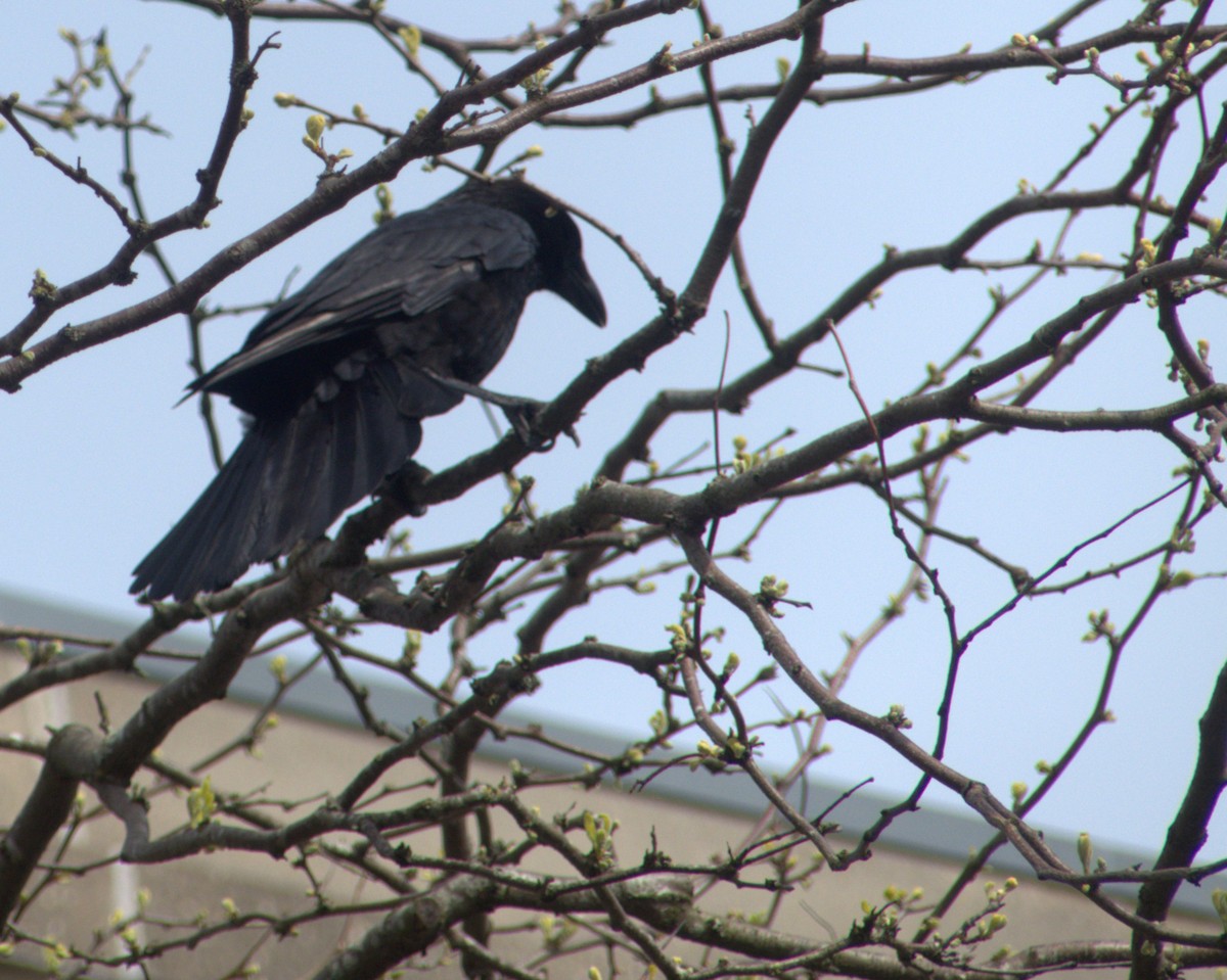 Carrion Crow - Andy Jenkins