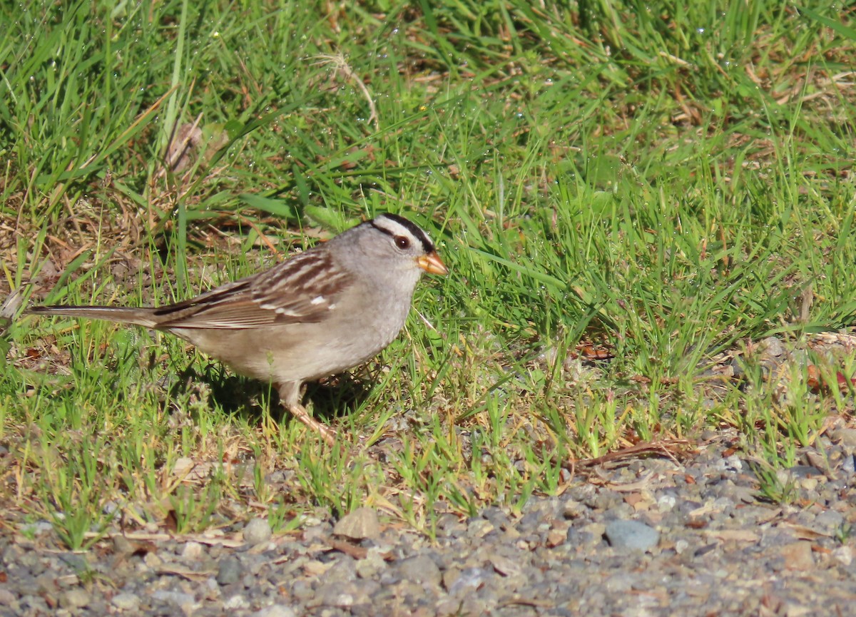 White-crowned Sparrow (Gambel's) - ML618779840