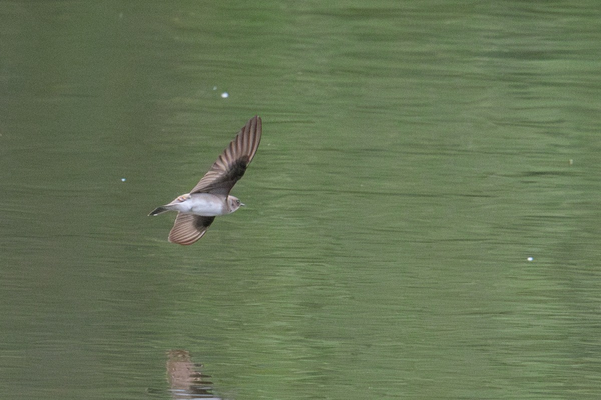 Northern Rough-winged Swallow - Sean Fraser