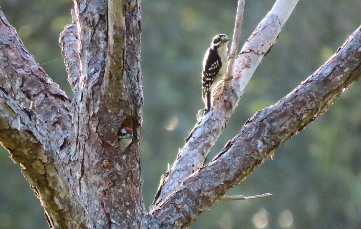 Downy Woodpecker - Susan Young
