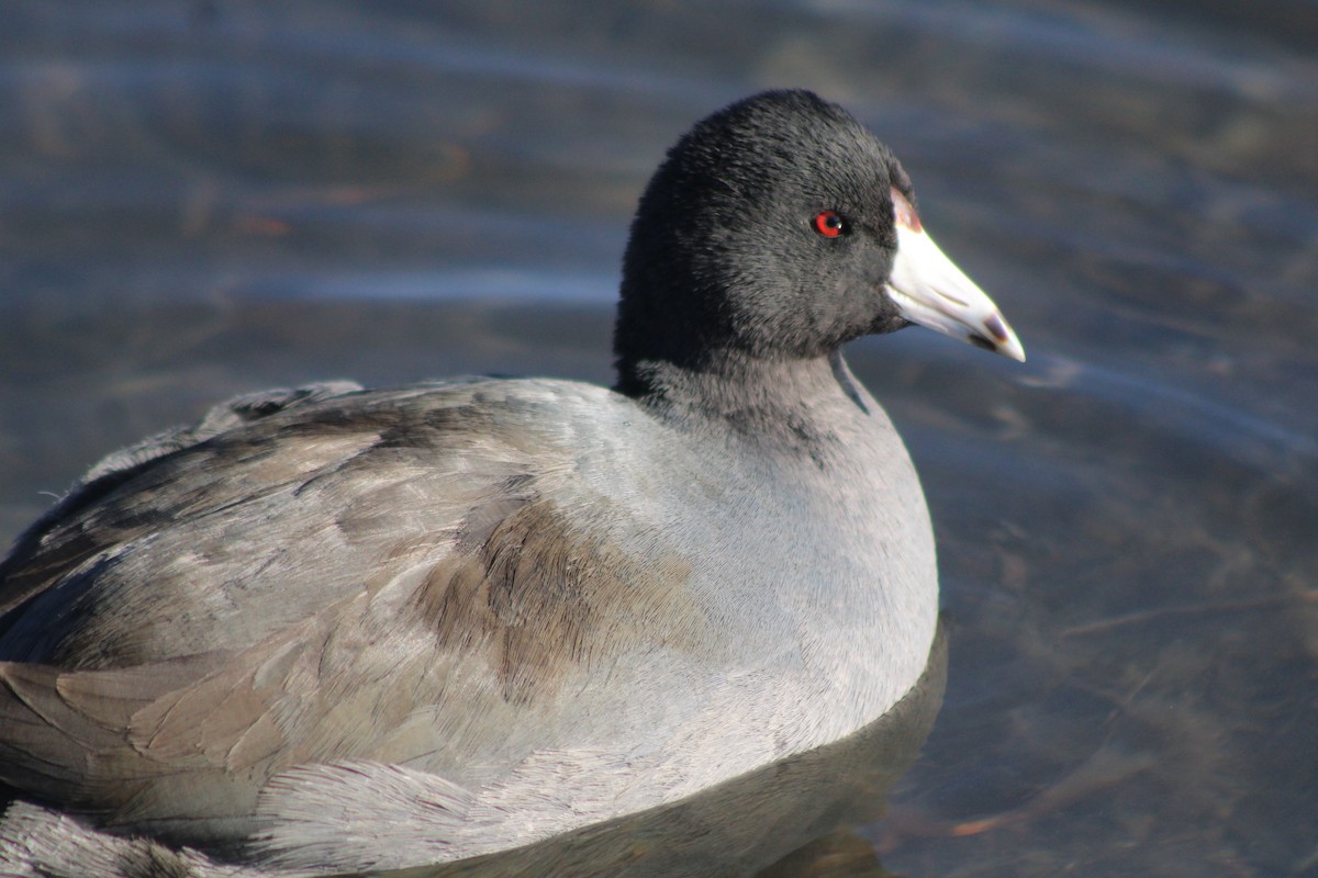 American Coot (Red-shielded) - ML618779923