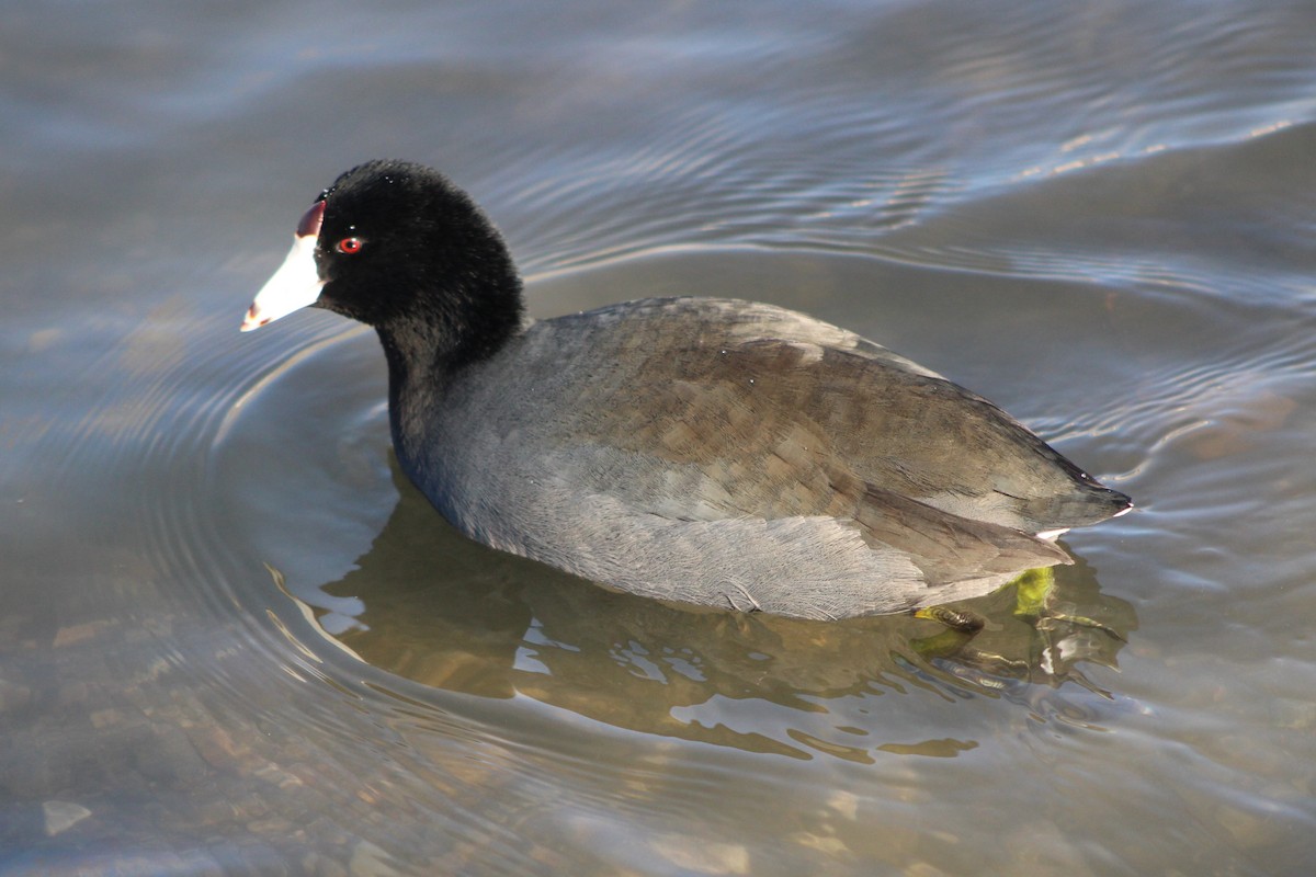 American Coot (Red-shielded) - ML618779946