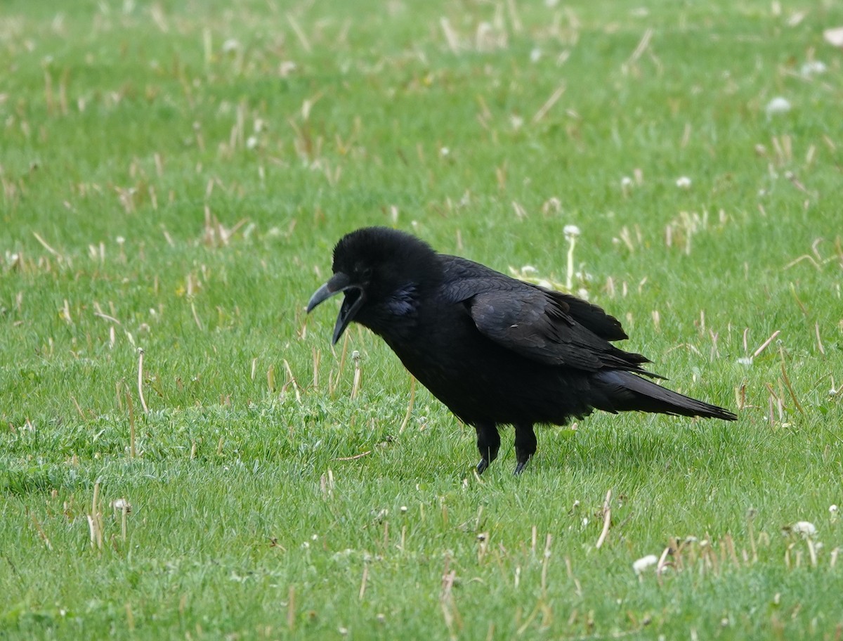 Common Raven - Rene Laubach