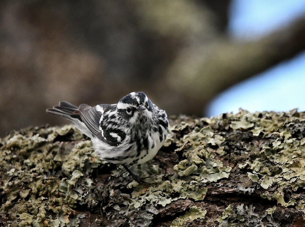 Black-and-white Warbler - ML618779969