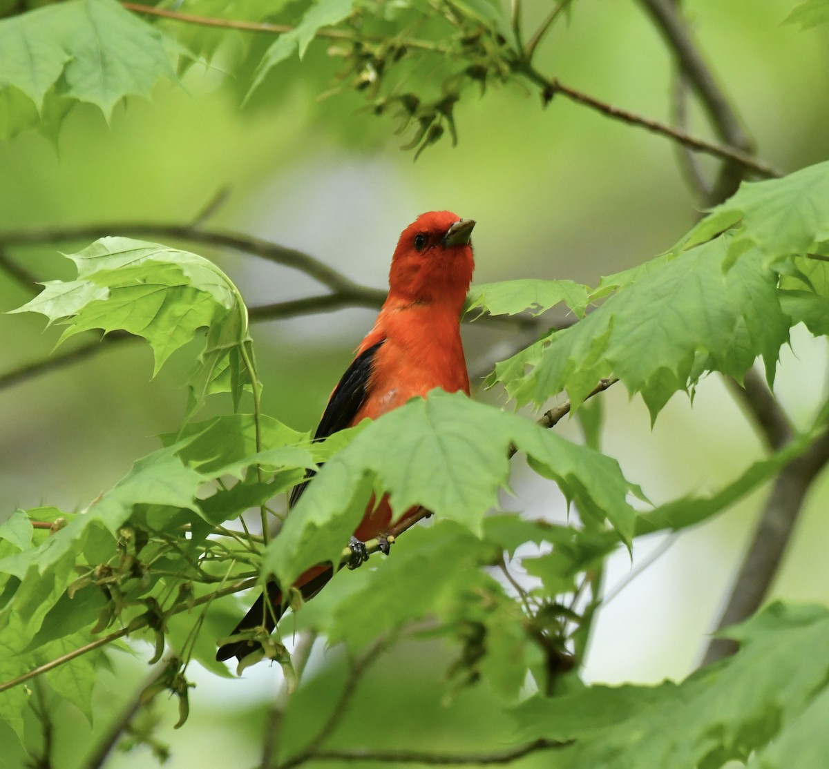 Scarlet Tanager - ML618779982