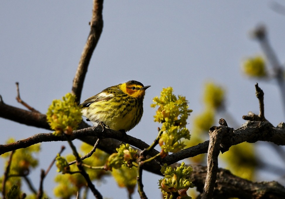 Cape May Warbler - Robert Beuth