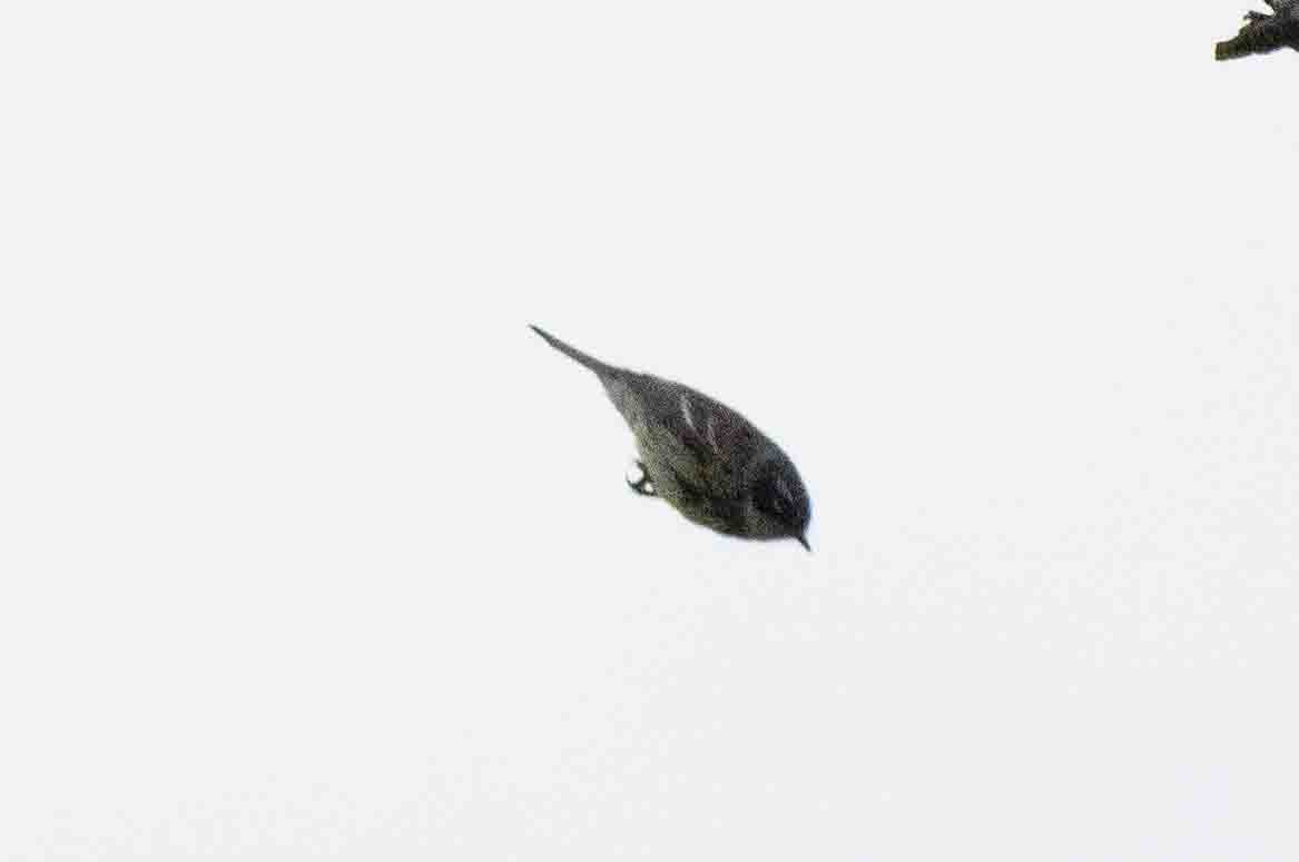 Yellow-rumped Warbler (Myrtle) - Ann Van Sant