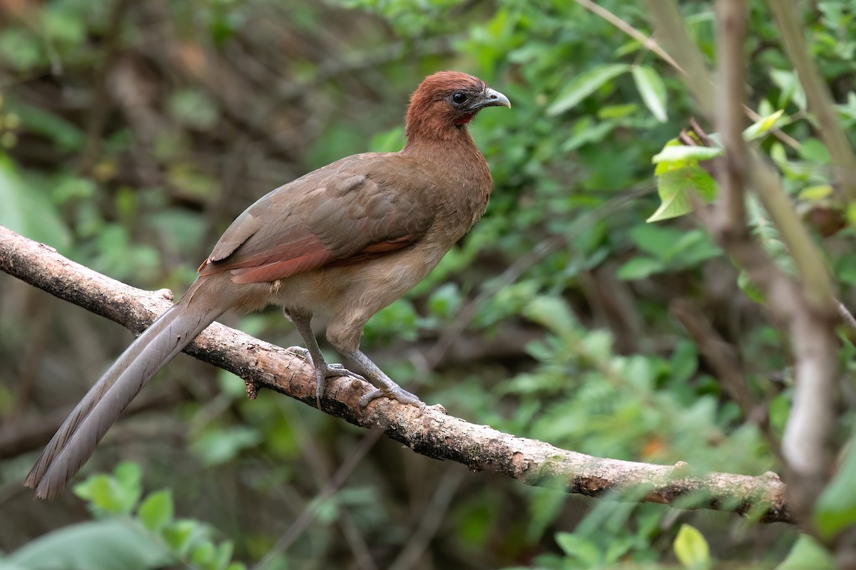 Rufous-headed Chachalaca - Chris Venetz | Ornis Birding Expeditions