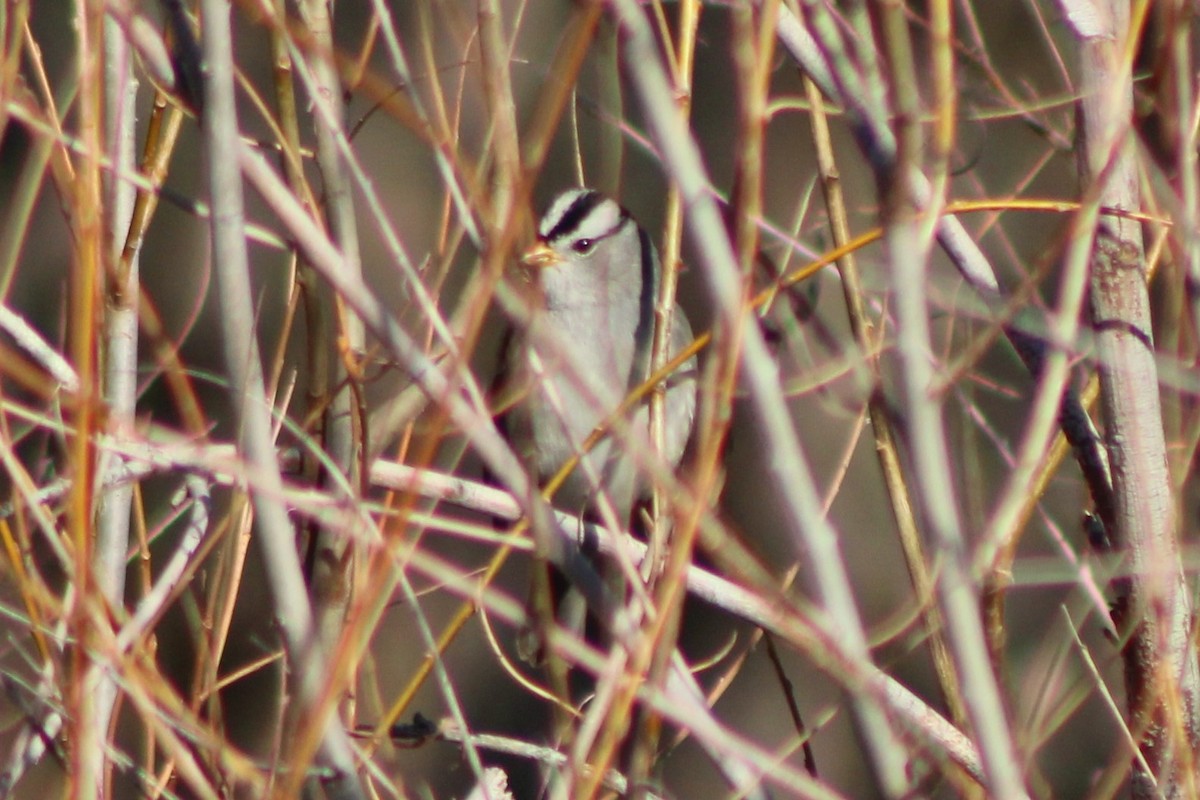 White-crowned Sparrow (Gambel's) - ML618780011