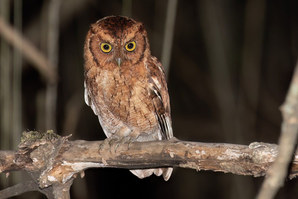 Peruvian Screech-Owl - ML618780017