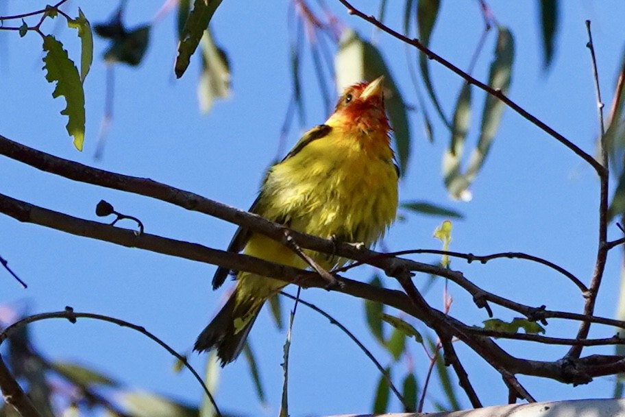 Western Tanager - Kenneth Mamitsuka