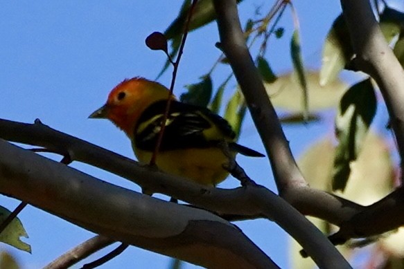 Western Tanager - ML618780073