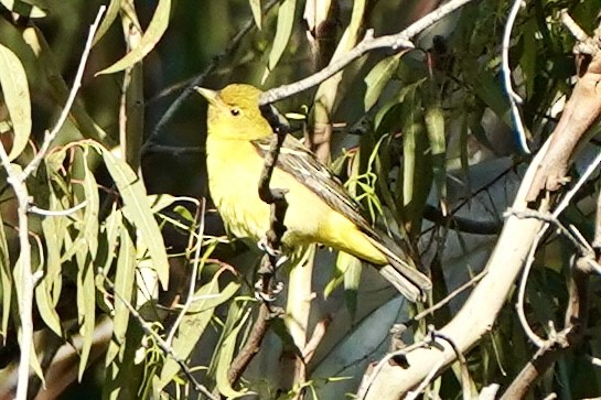 Western Tanager - ML618780074