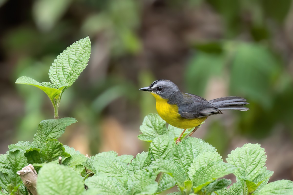 Gray-and-gold Warbler - ML618780078
