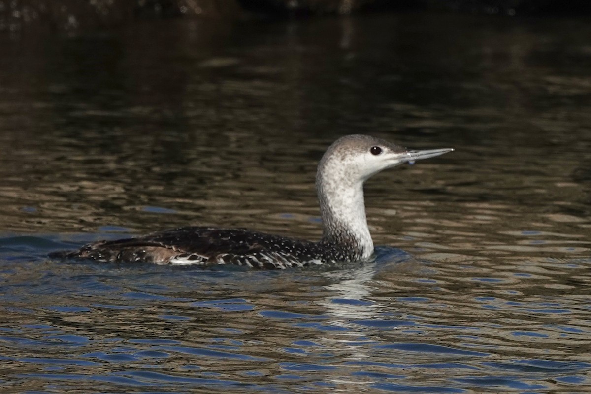 Red-throated Loon - ML618780084