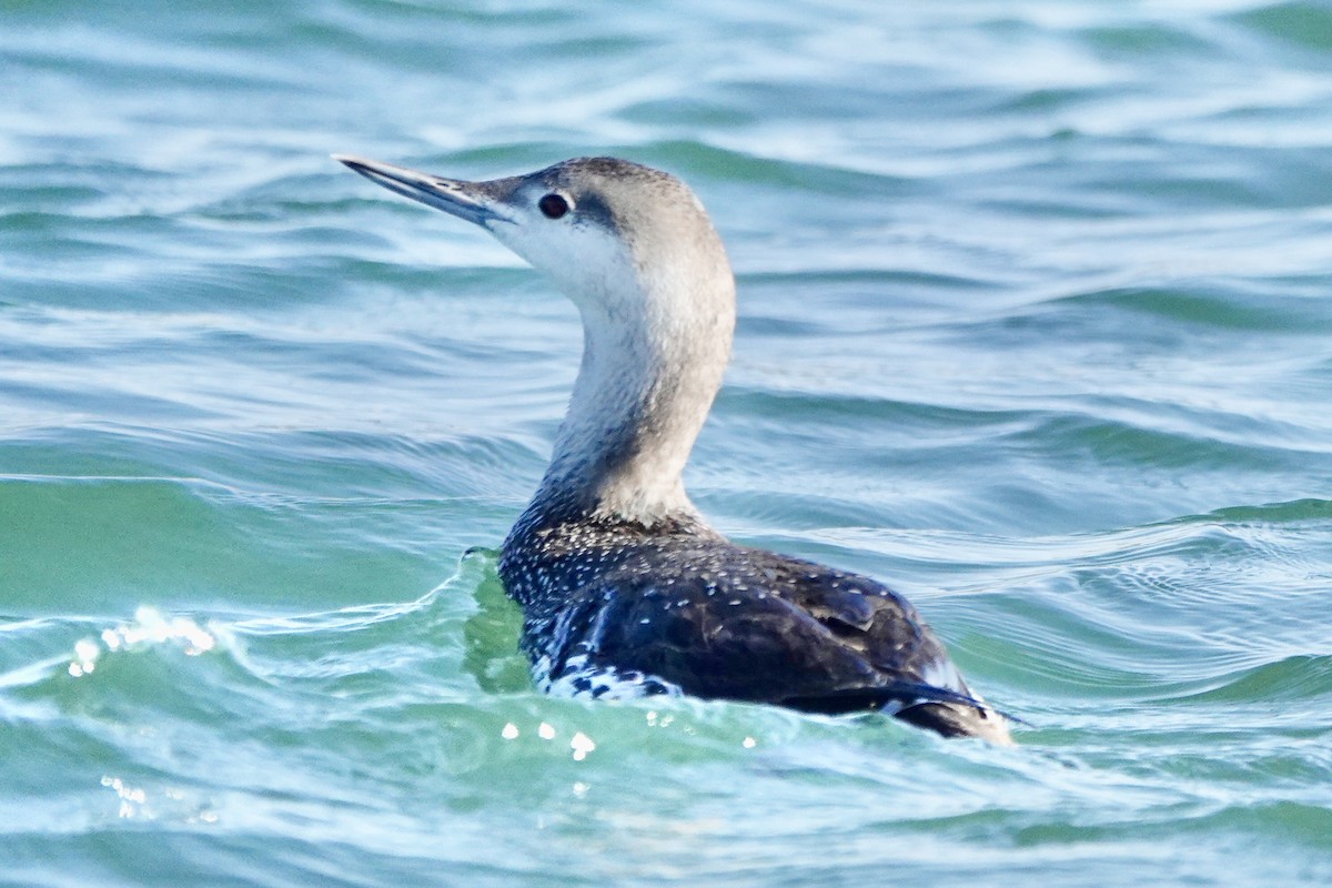 Red-throated Loon - ML618780085