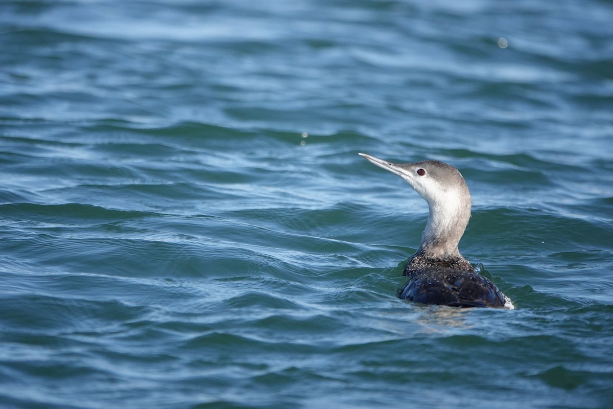 Red-throated Loon - ML618780086