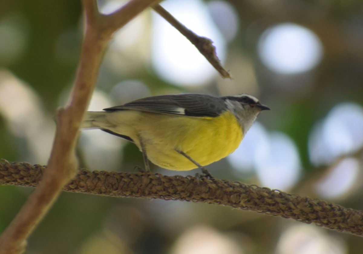 Bananaquit (Continental) - Monica Paredes Mejia