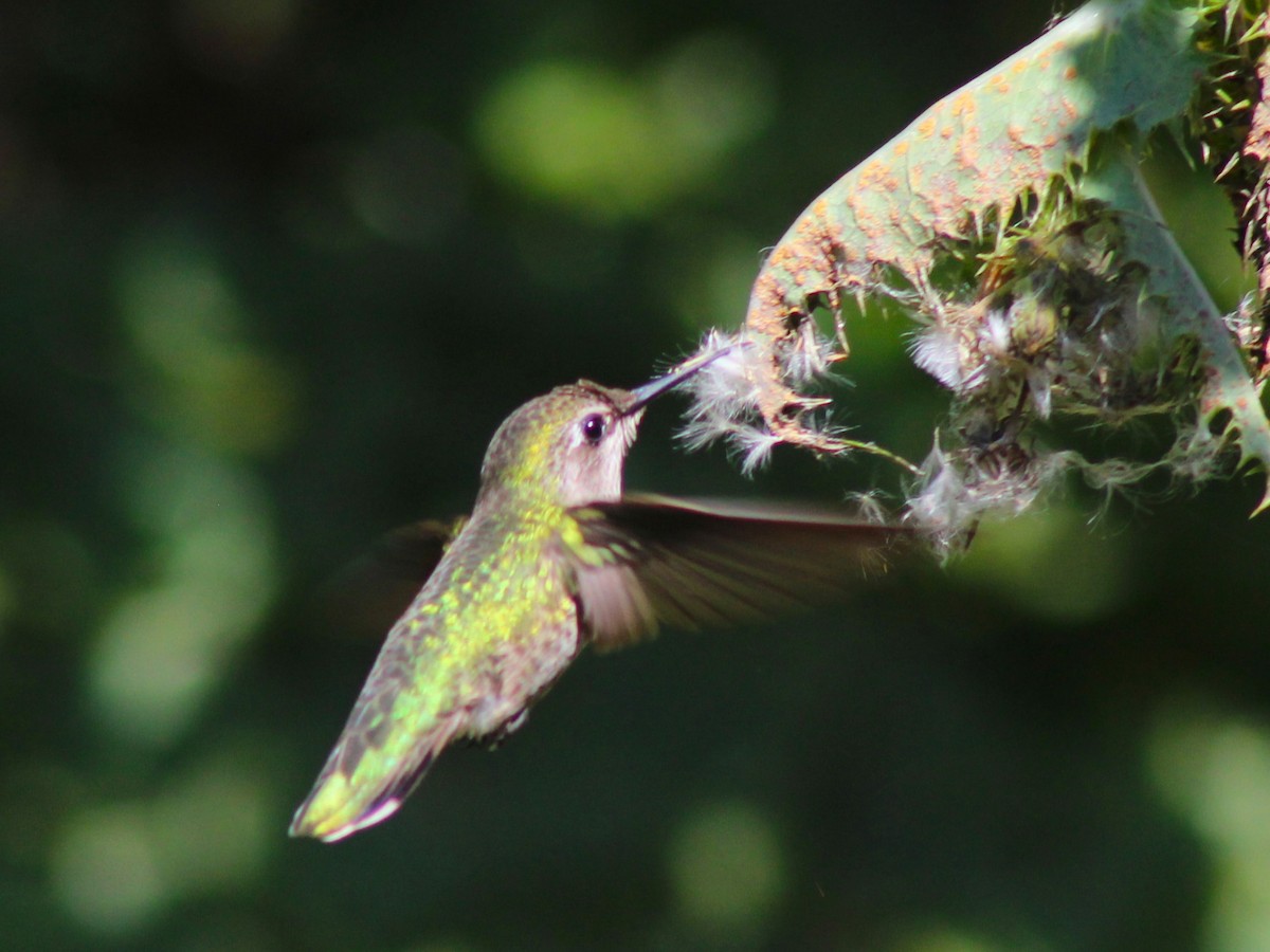 Anna's Hummingbird - ML618780096