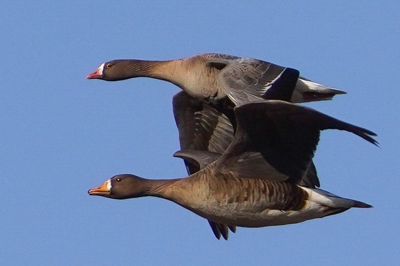 Lesser White-fronted Goose - ML618780100