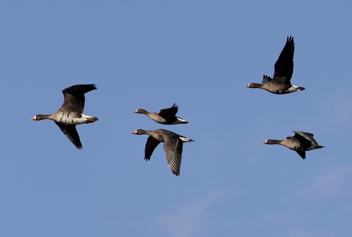 Lesser White-fronted Goose - ML618780101