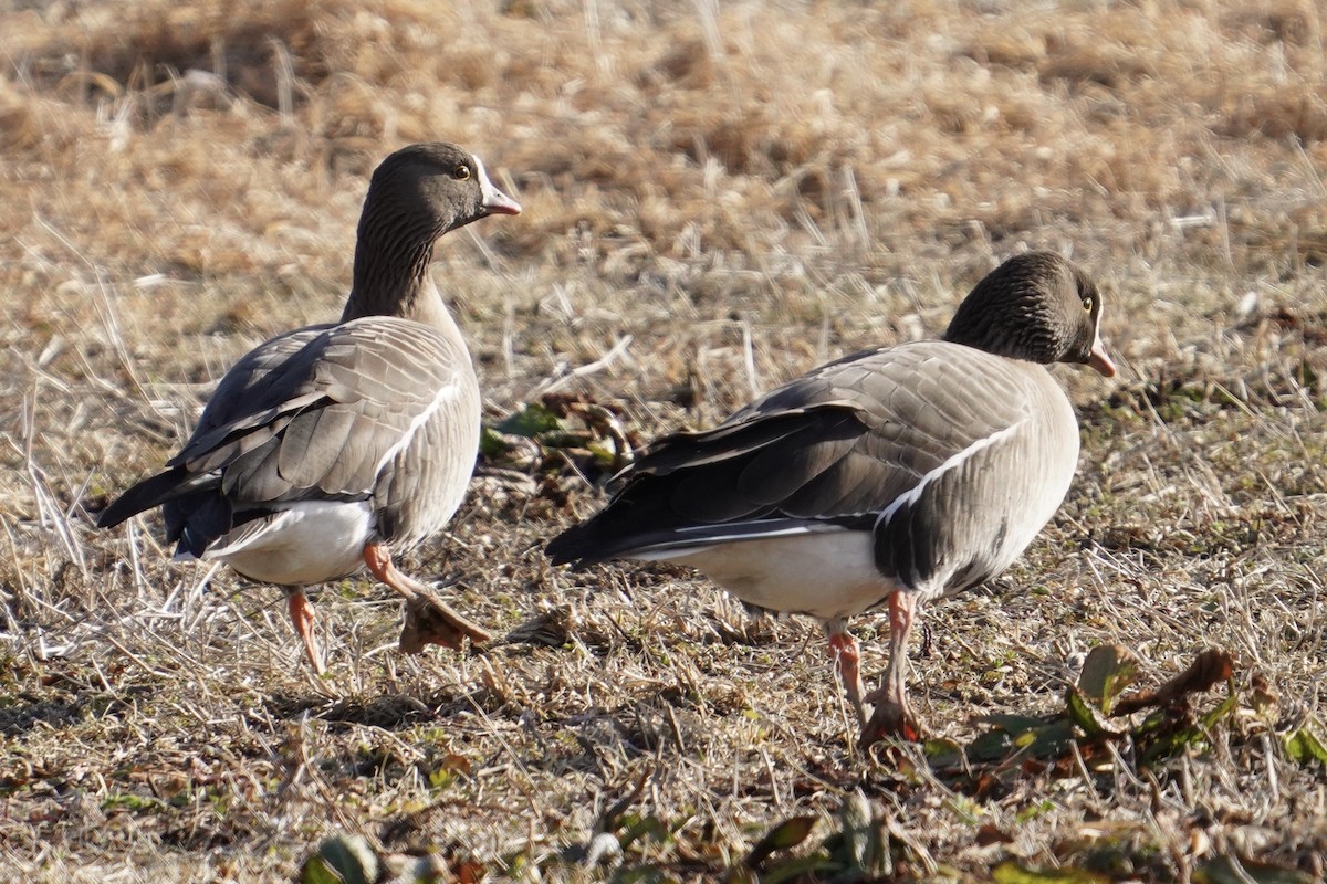 Lesser White-fronted Goose - ML618780102