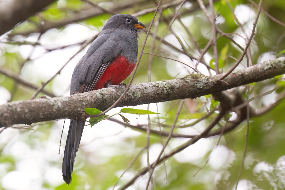 Ecuadorian Trogon - Chris Venetz | Ornis Birding Expeditions