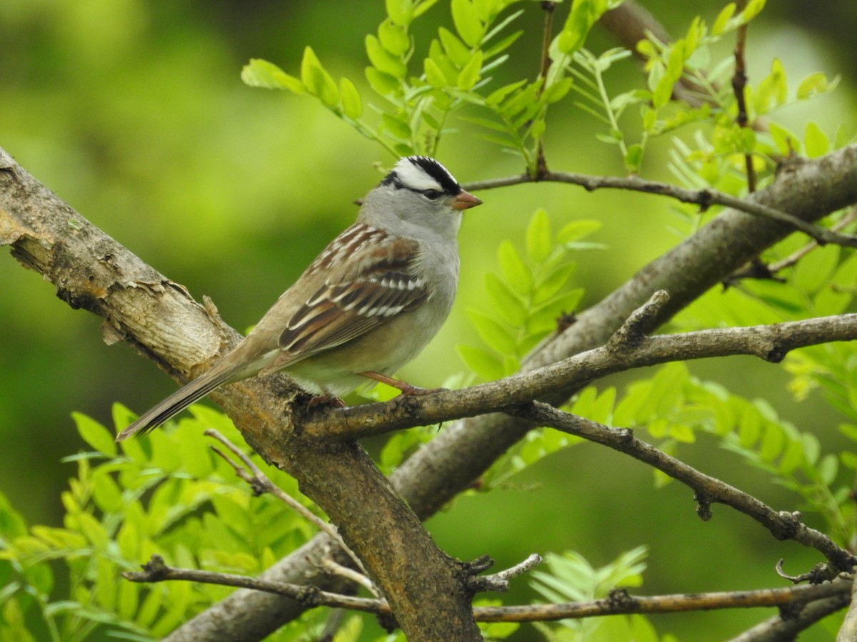 White-crowned Sparrow - ML618780108