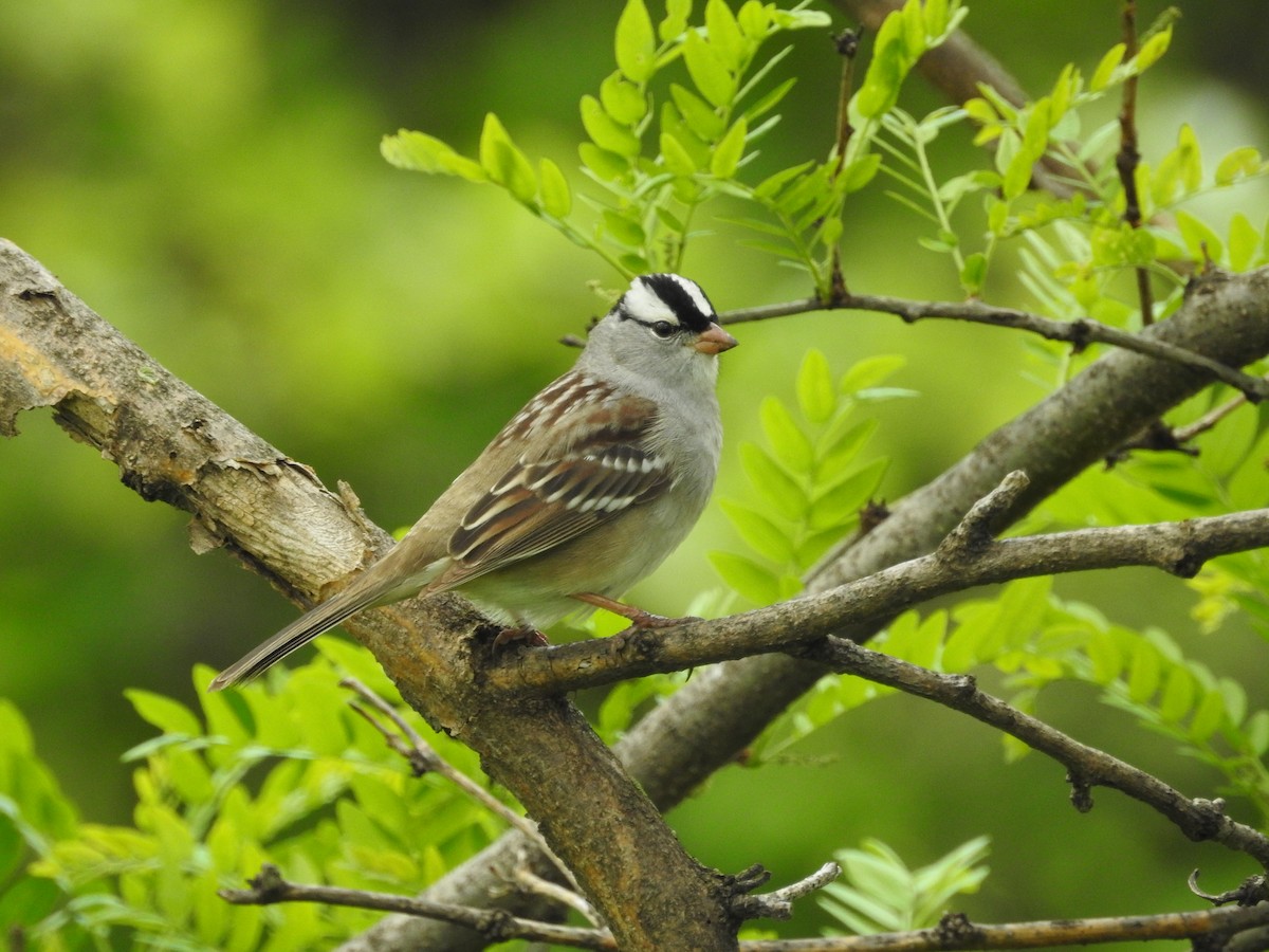 White-crowned Sparrow - Kevin Slattery