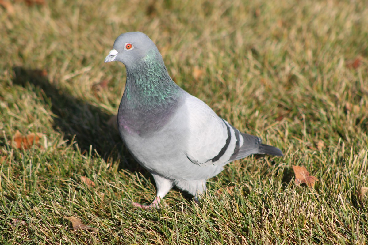 Rock Pigeon (Feral Pigeon) - ML618780123