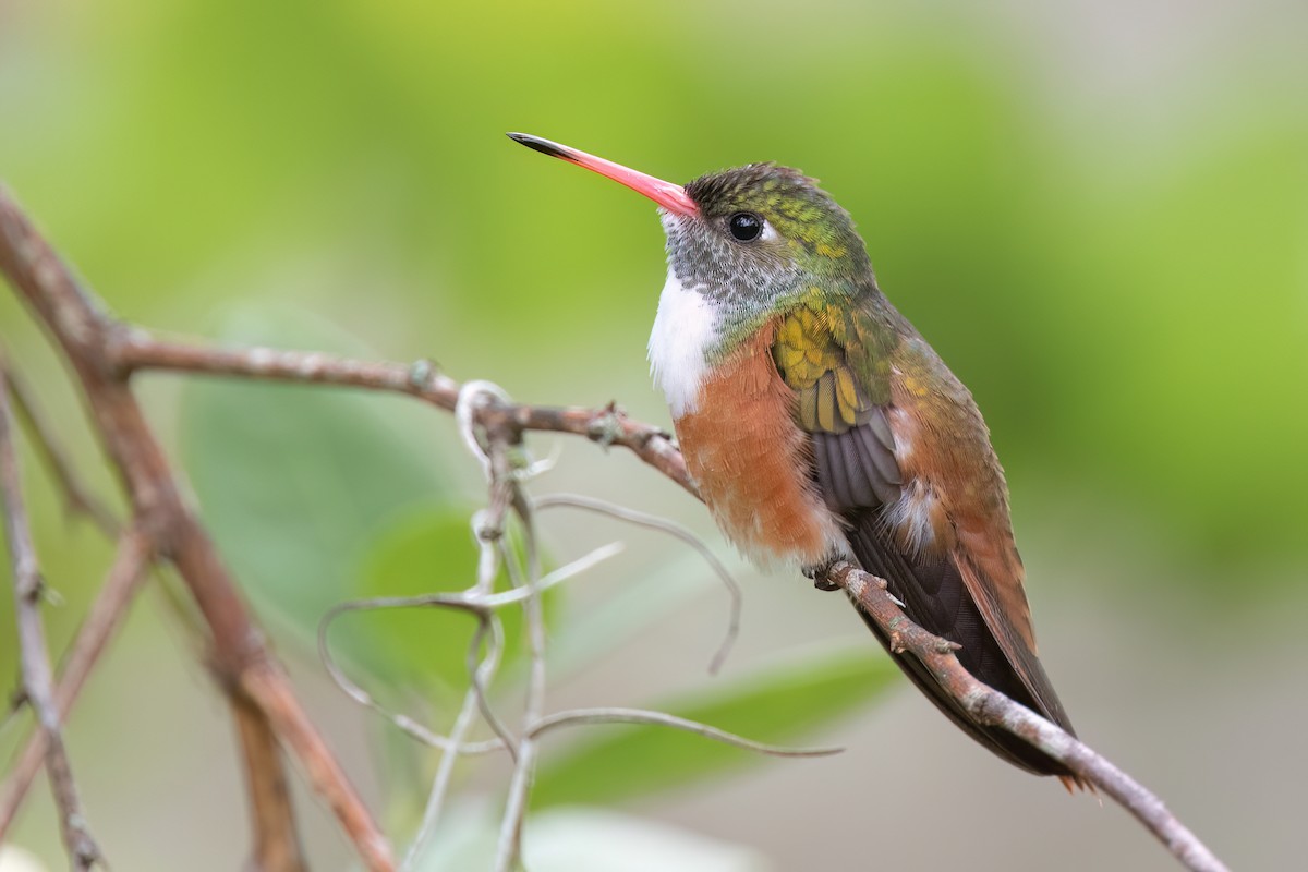 Amazilia Hummingbird - ML618780129