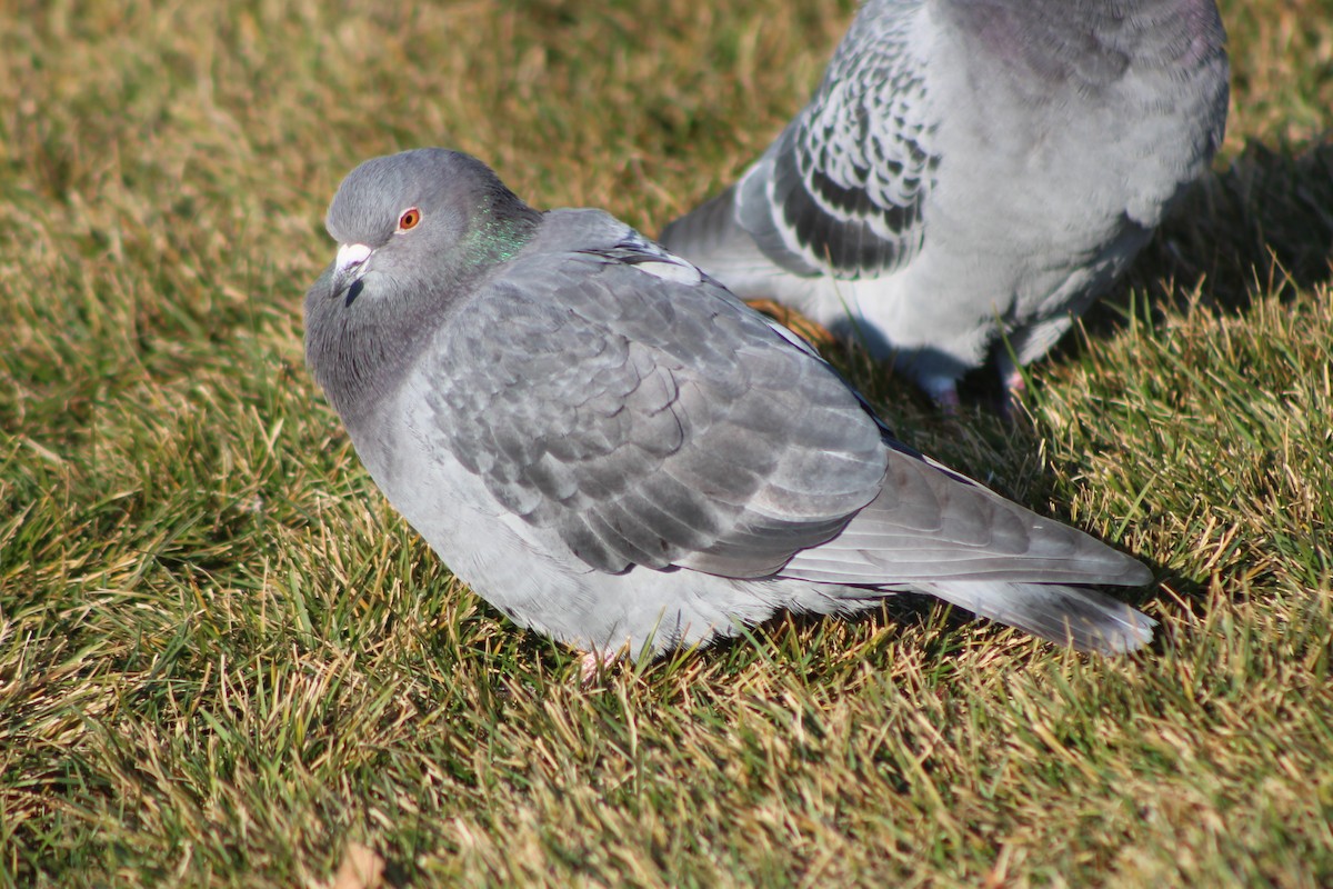 Rock Pigeon (Feral Pigeon) - ML618780139