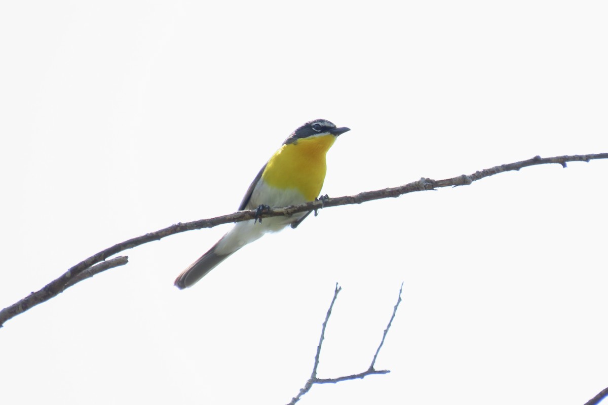 Yellow-breasted Chat - ML618780166