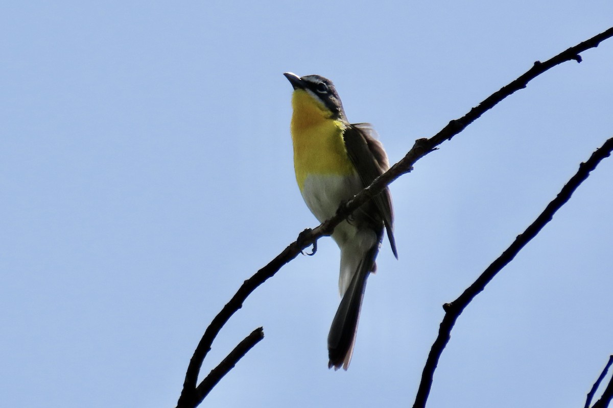 Yellow-breasted Chat - ML618780167